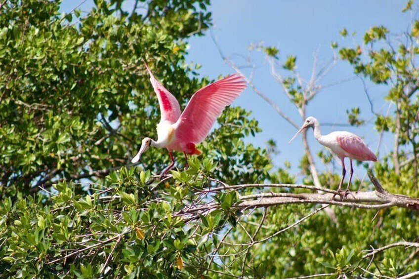 Roseate Spoonbills