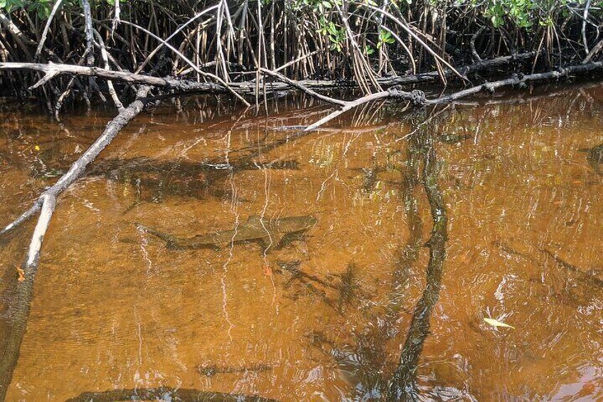 Spot juvenile sharks while kayaking