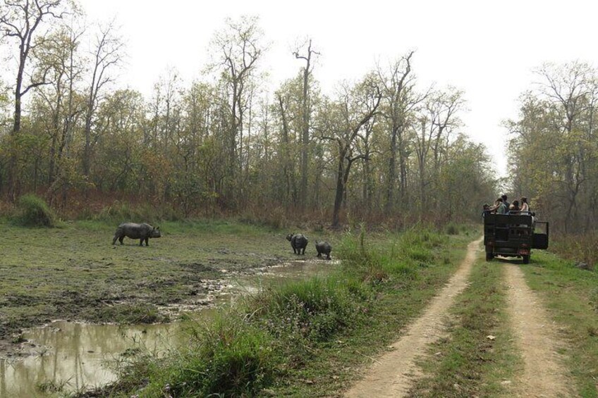 Un véhicule de safari sur un chemin de terre, avec des animaux sauvages, dont un rhinocéros et un buffle, dans une zone boisée. 1