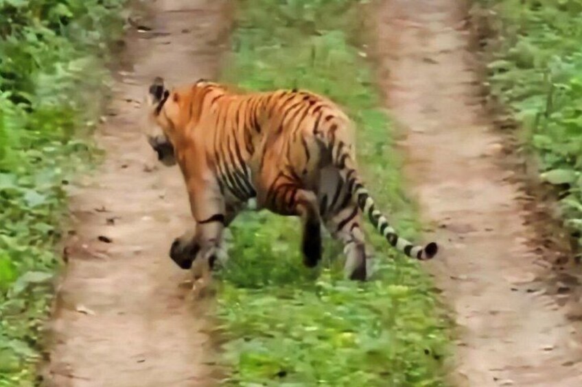 Un tigre marchant sur un sentier de terre, entouré de verdure. 5
