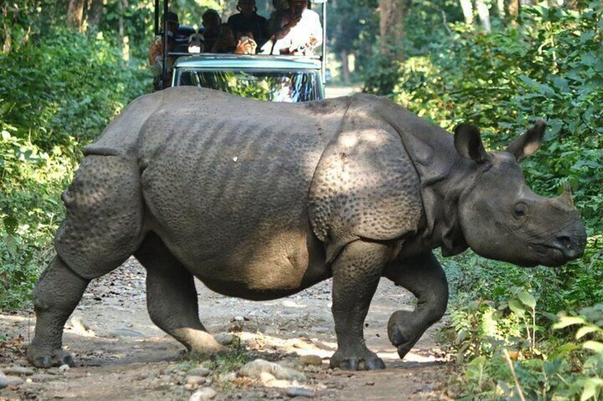 Un rhinocéros marchant sur un chemin de terre, avec de la végétation de chaque côté. 3
