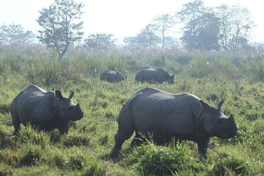Trois rhinocéros dans un champ d’herbe, avec des arbres en arrière-plan. 2