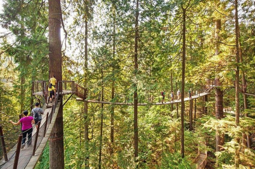 A forest with a suspended walkway. 1