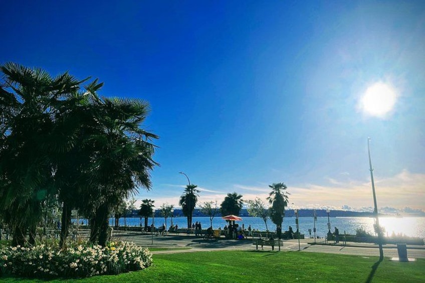 A sunny park with palm trees, a grassy area, and a view of the water. 4