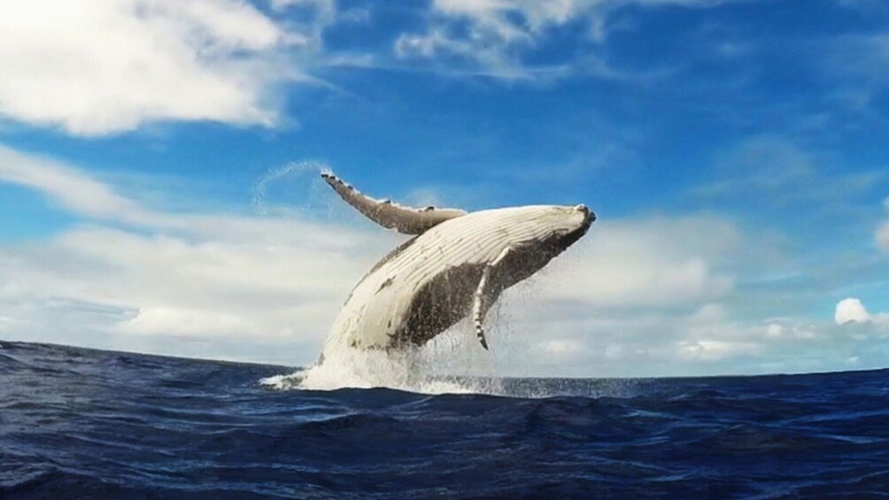 Miches Whale Watching &(Cayo Levantado) Bacardi Island Tour 