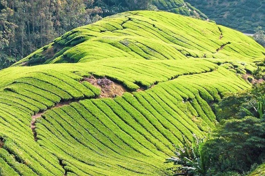 Cameron Highland 1