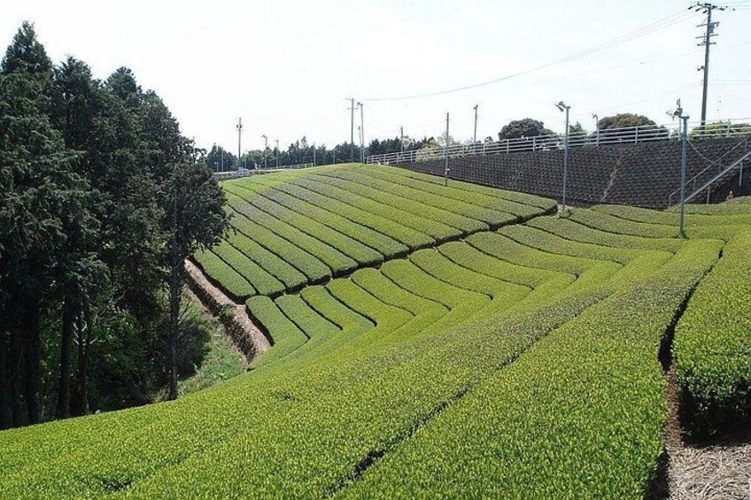 Cameron Highland 3