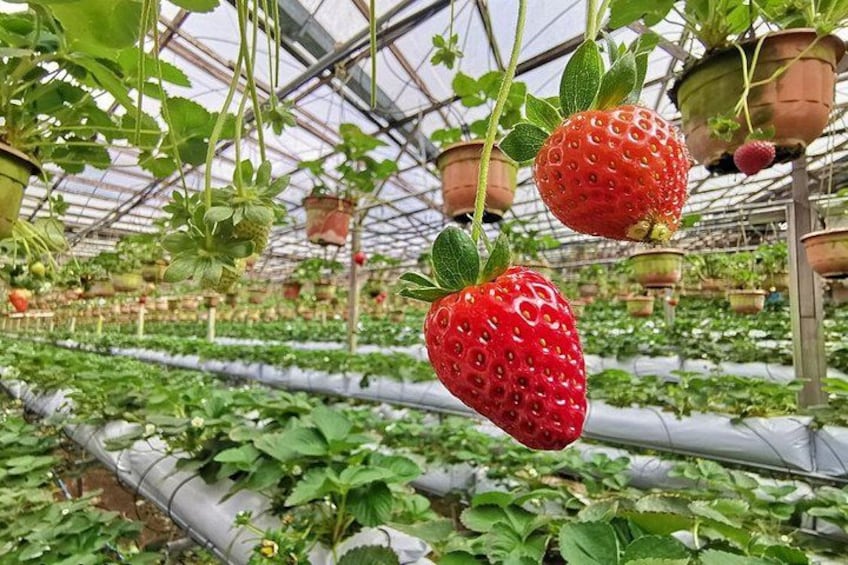 Big Red Strawberry Farm 2