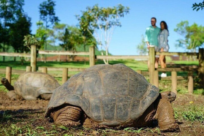 Une tortue sur le sol, avec une clôture et des personnes en arrière-plan. 4