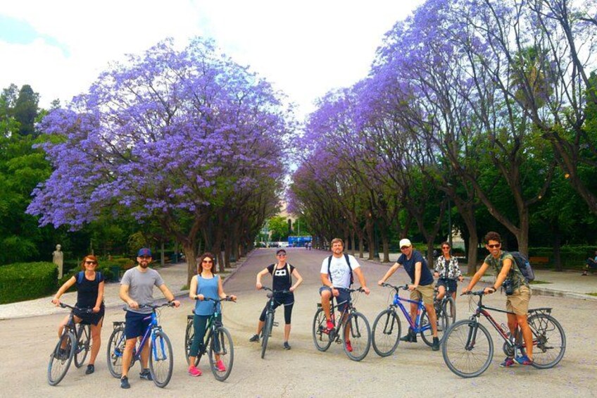 Jacarandas blooming in Athens 2