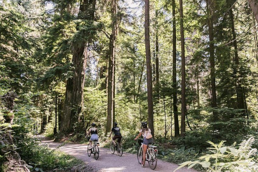 Experience the dense temperate rainforest 1