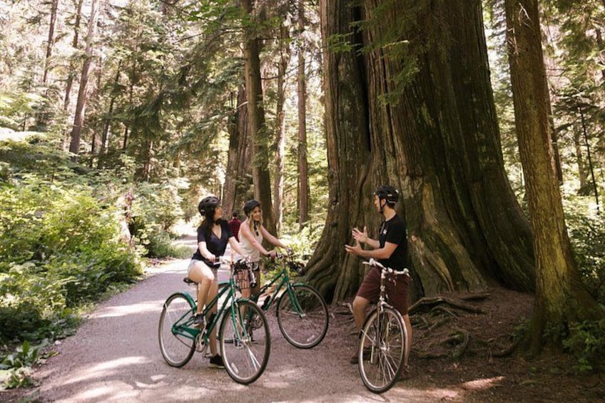 600 year old cedar trees hidden in the dense forest! 2
