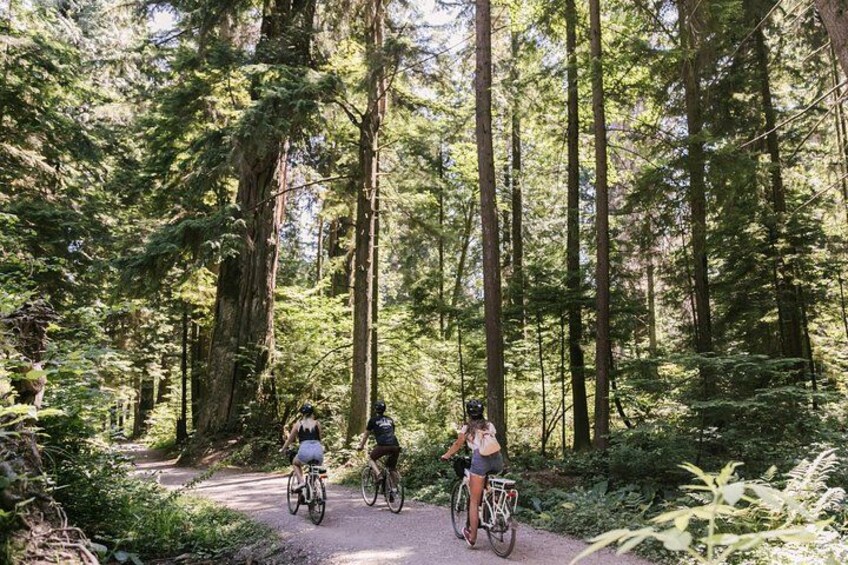 Experience the dense temperate rainforest 1