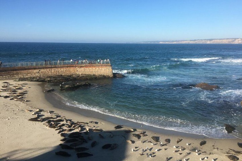 Cali Dreaming Electric Bike Tour of La Jolla and Pacific Beach 3