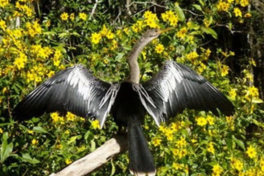 Wekiva River Guided Kayak Tour 2