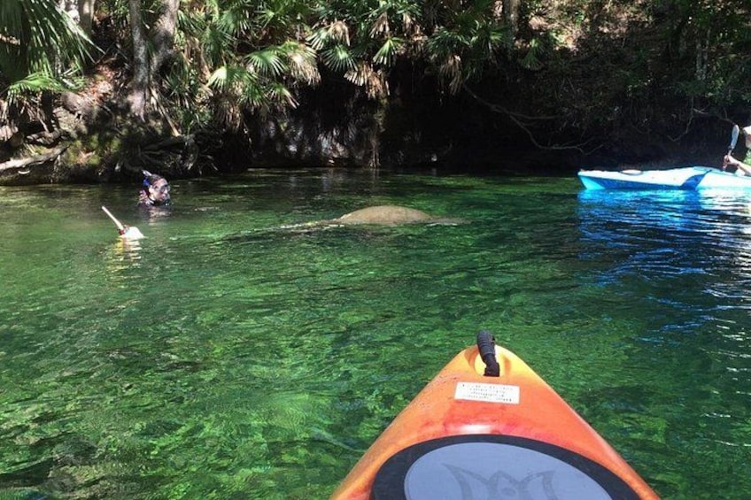 Wekiva River Guided Kayak Tour 1