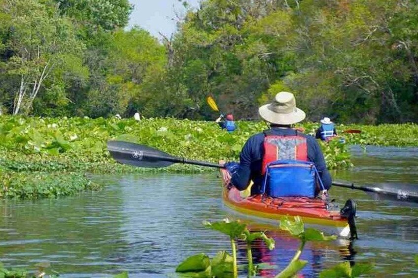 Wekiva River Guided Kayak Tour 4