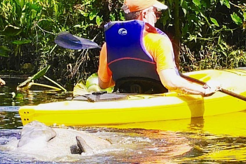Wekiva River Guided Kayak Tour 3
