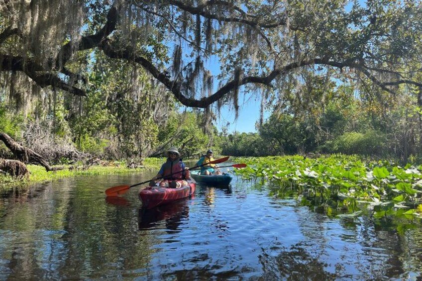 Wekiva River Guided Kayak Tour 1