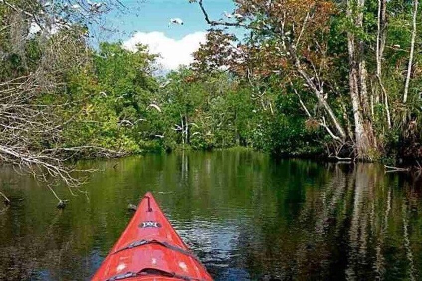 Wekiva River Guided Kayak Tour 3