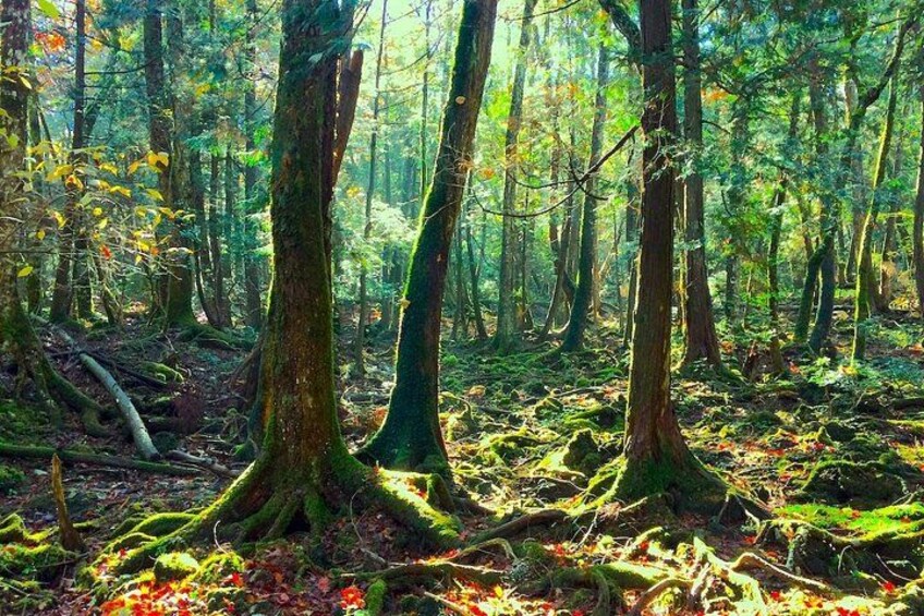 Aokigahara Forest 1