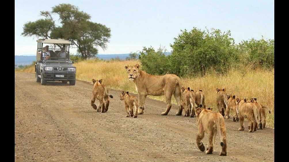 A group of lions walking on a dirt road with a safari vehicle in the background. 1