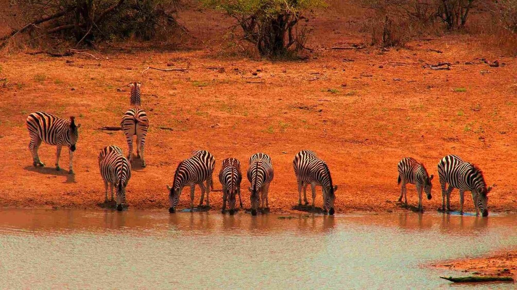 Zebras drinking water at a riverbank in a savanna landscape. 3