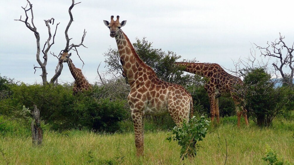 Two giraffes in a grassy field with sparse trees and bushes. 5