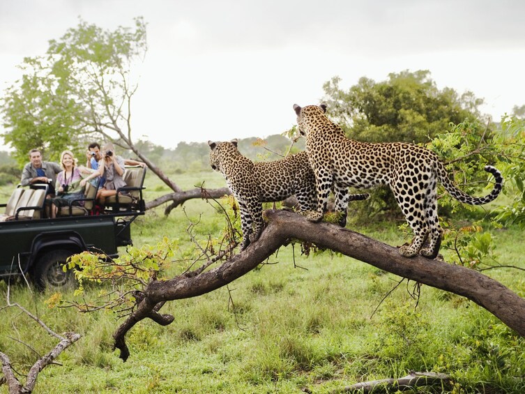 A safari vehicle with people observing two leopards on a tree branch. 4