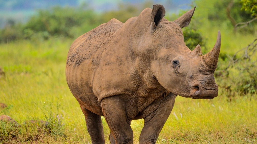 A rhinoceros in a grassy field. 2