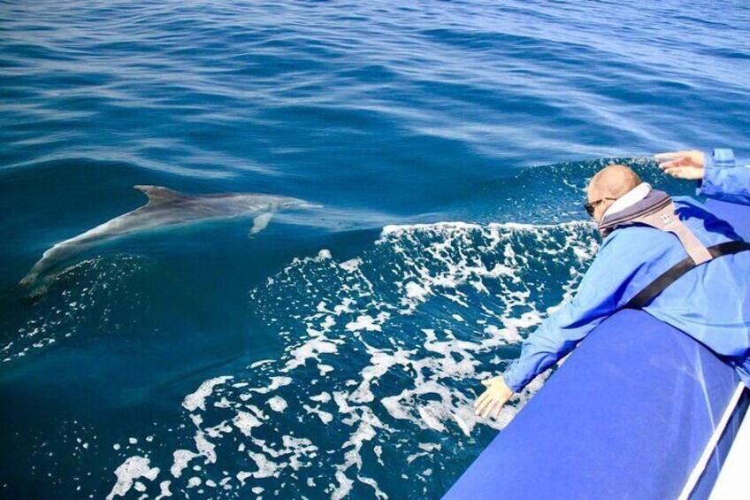 Cruise with Dolphins in Byron Bay