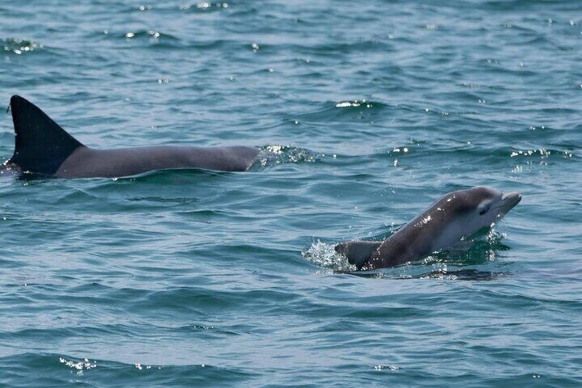 Cruise with Dolphins in Byron Bay