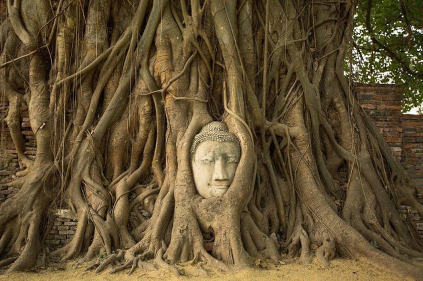 Buddha head in tree roots @Wat Mahathat 5