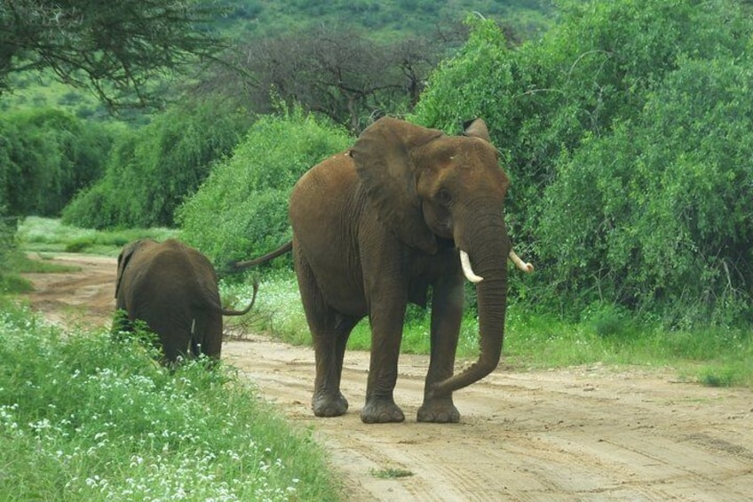 3 Days Samburu Safari 3