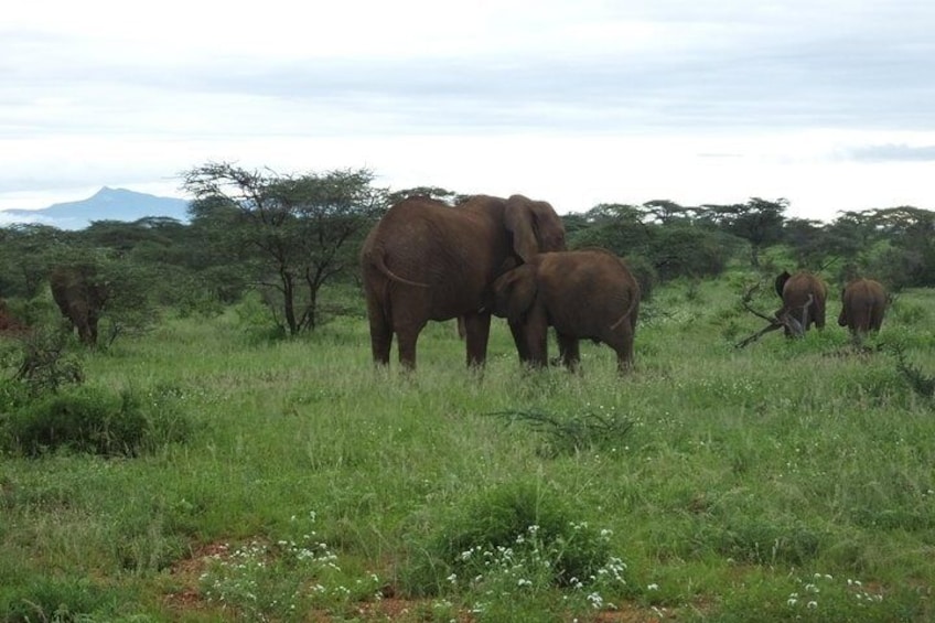 3 Days Samburu Safari 1