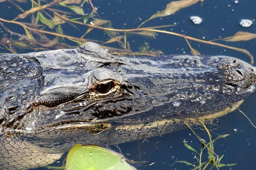 Un crocodile, partiellement immergé dans l’eau, est entouré de végétation. 4