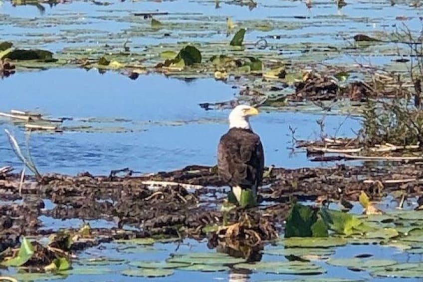 1 Hour Everglades Airboat Tour Orlando Florida 3