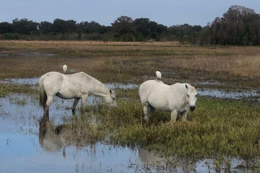 1 Hour Everglades Airboat Tour Orlando Florida 4