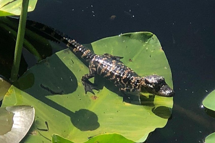 1 Hour Everglades Airboat Tour Orlando Florida 3