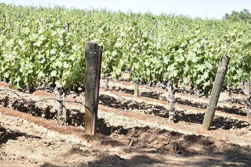  Napa & Sonoma Wine Tour Private Tours 4 to 10 Hours max 14 pax