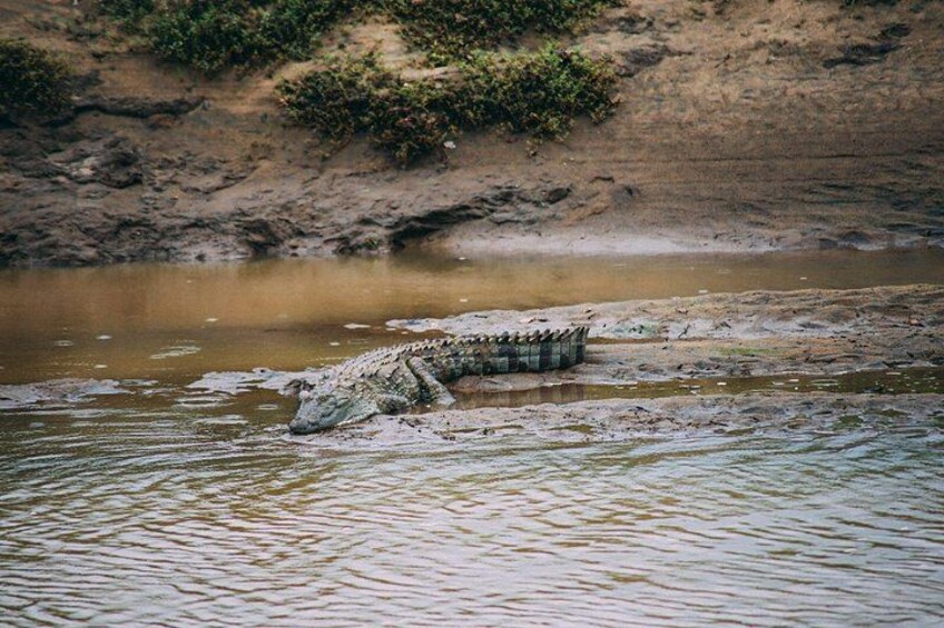 A crocodile partially submerged in water near a muddy bank. 3