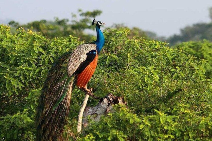 A peacock standing on a branch amidst dense green foliage. 4