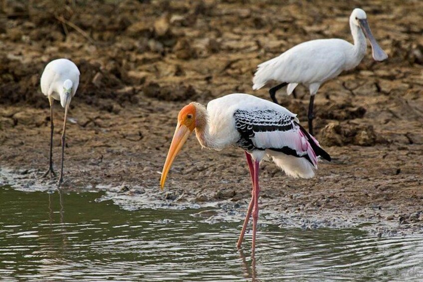 A bird standing in shallow water with a long beak and pink legs, and another bird in the background. 5
