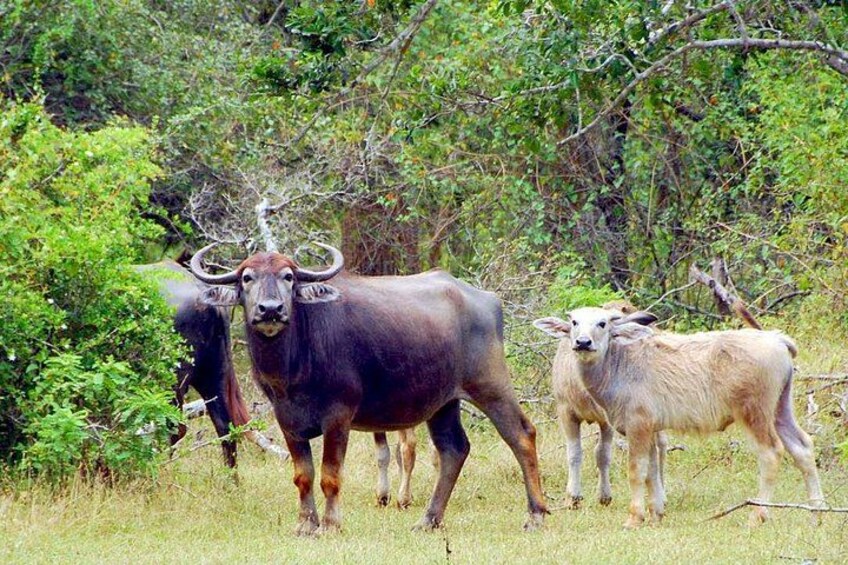 Yala Safari Private Day Trip with Return Transport -All Inclusive 1