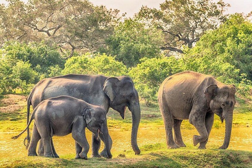Yala Safari Private Day Trip with Return Transport -All Inclusive 2