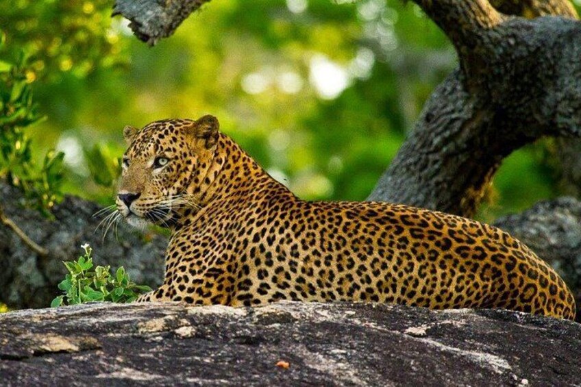 Yala Safari Private Day Trip with Return Transport -All Inclusive 5