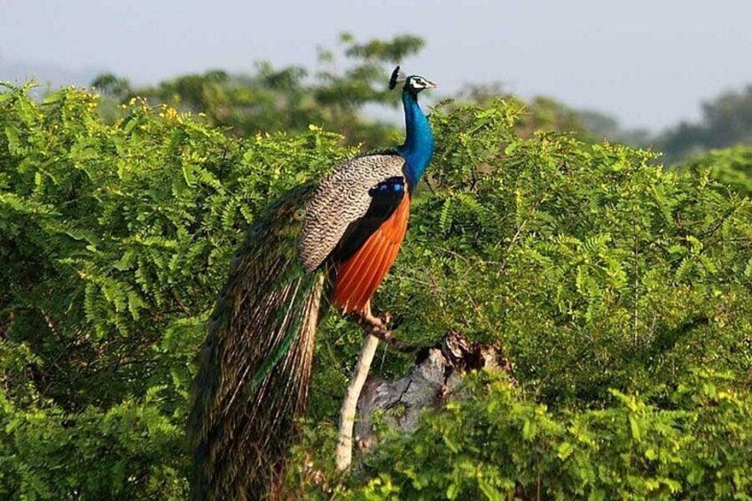 Yala Safari Private Day Trip with Return Transport -All Inclusive 3