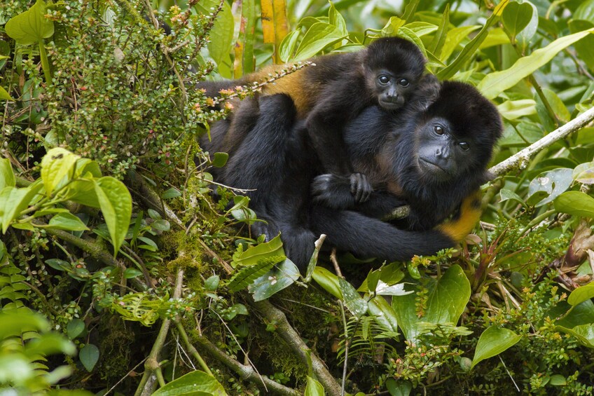 Children’s Eternal Rainforest Hike Tour