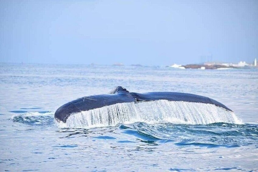 Whale Watching trincomalee 2