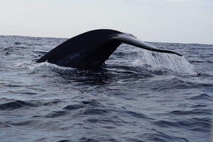 Whale Watching In Trincomalee 3